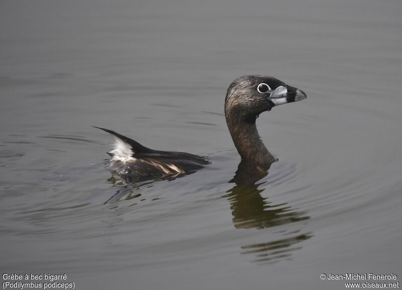 Pied-billed Grebe