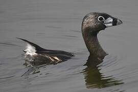 Pied-billed Grebe