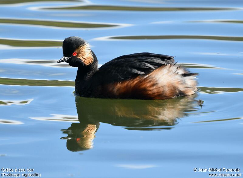 Black-necked Grebe