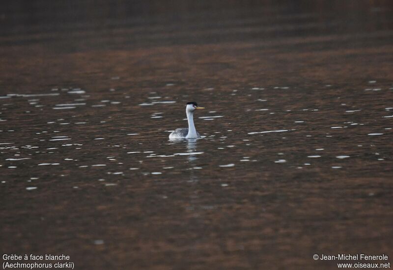 Clark's Grebe