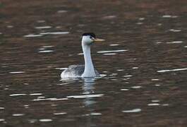 Clark's Grebe