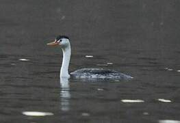 Clark's Grebe