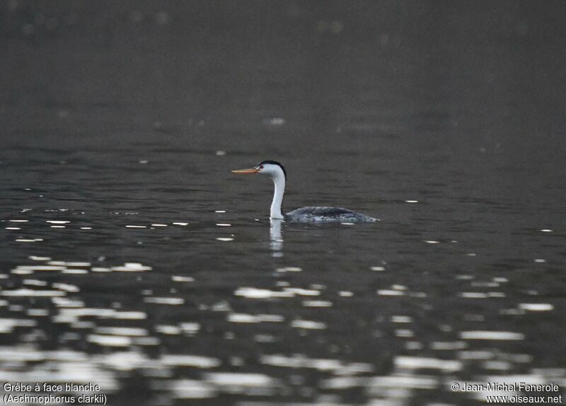 Clark's Grebe