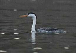 Clark's Grebe