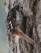 Brown Creeper