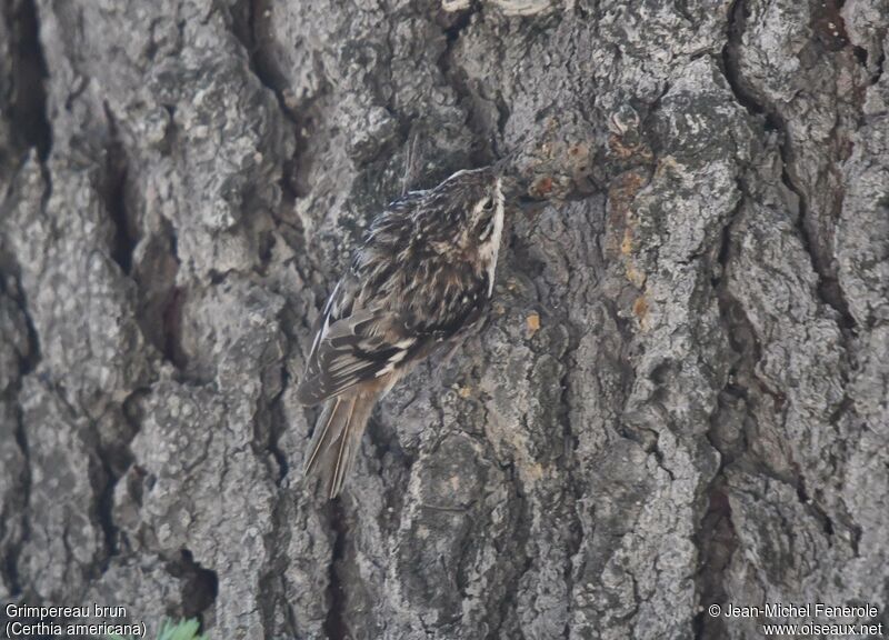 Brown Creeper