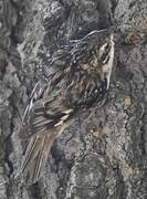 Brown Creeper