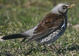 Fieldfare