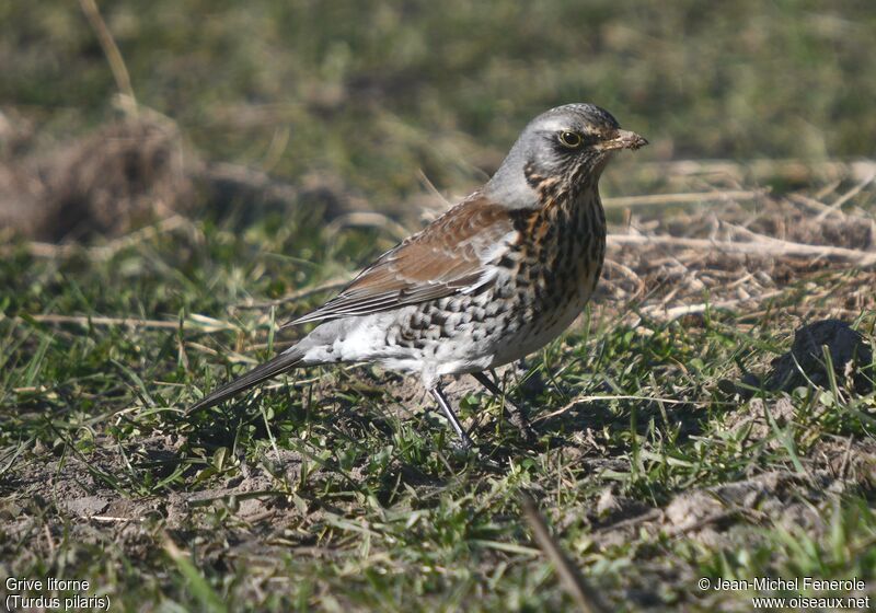 Fieldfare