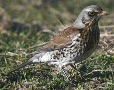 Fieldfare