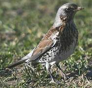 Fieldfare