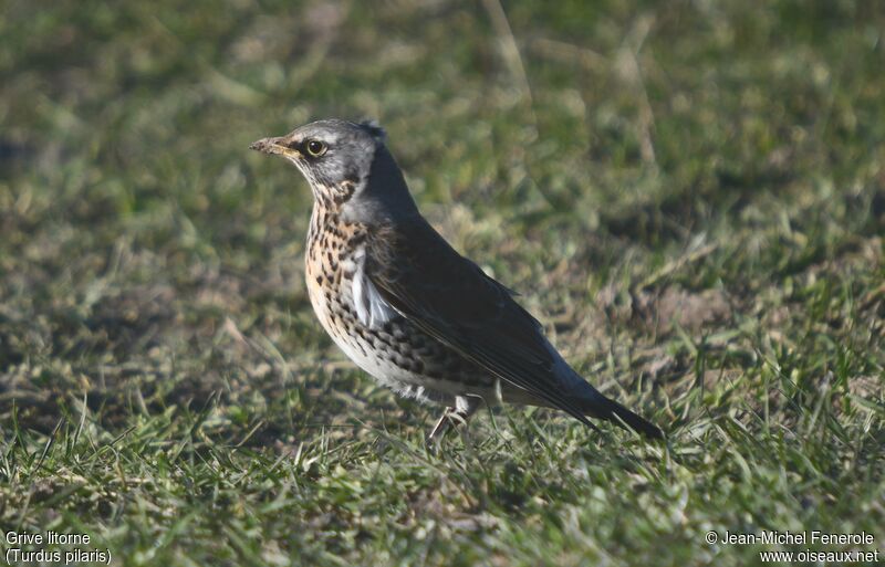 Fieldfare