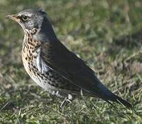 Fieldfare