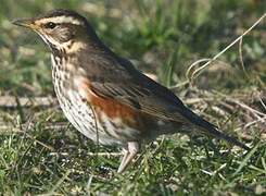 Redwing