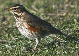 Redwing