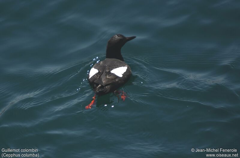 Guillemot colombin