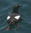 Guillemot colombin