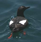 Pigeon Guillemot