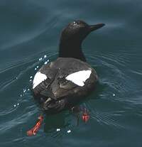 Guillemot colombin