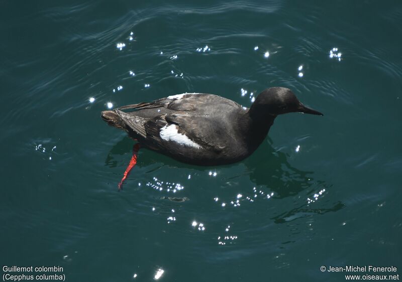 Guillemot colombin