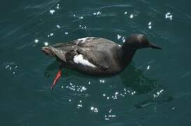 Guillemot colombin