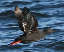 Pigeon Guillemot