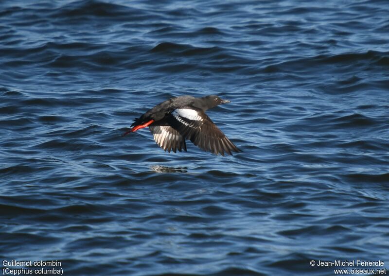 Guillemot colombin