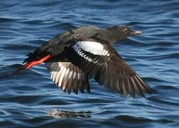 Guillemot colombin