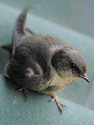 Red-throated Rock Martin