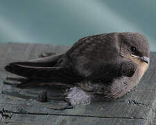 Red-throated Rock Martin