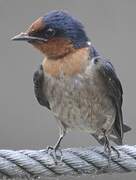 Pacific Swallow