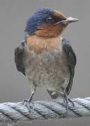 Pacific Swallow