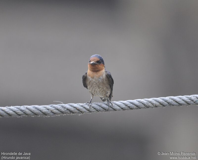 Pacific Swallow