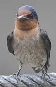 Pacific Swallow