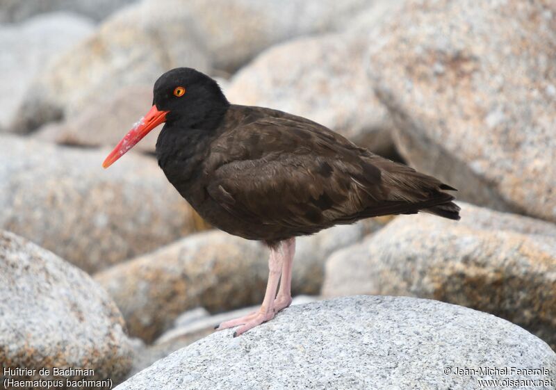 Black Oystercatcher