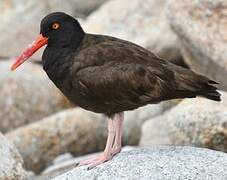 Black Oystercatcher