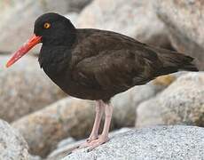 Black Oystercatcher