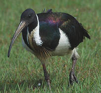 Ibis d'Australie