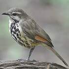 Cichladuse tachetée