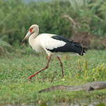 Cigogne maguari