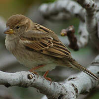 Moineau espagnol