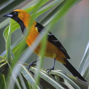 Oriole masqué