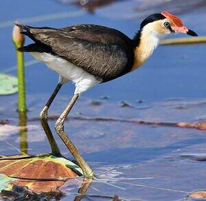 Jacana à crête