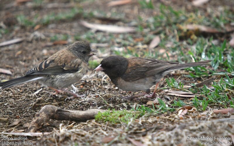 Dark-eyed Junco