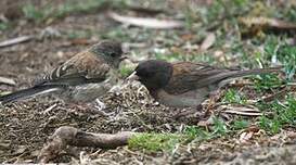 Junco ardoisé