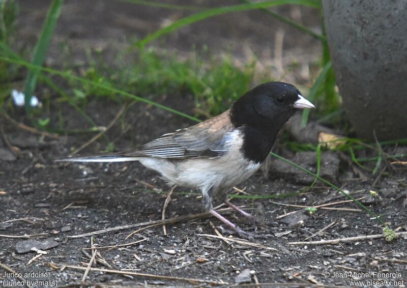 Junco ardoisé