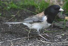 Dark-eyed Junco