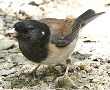 Dark-eyed Junco