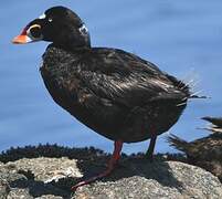 Surf Scoter