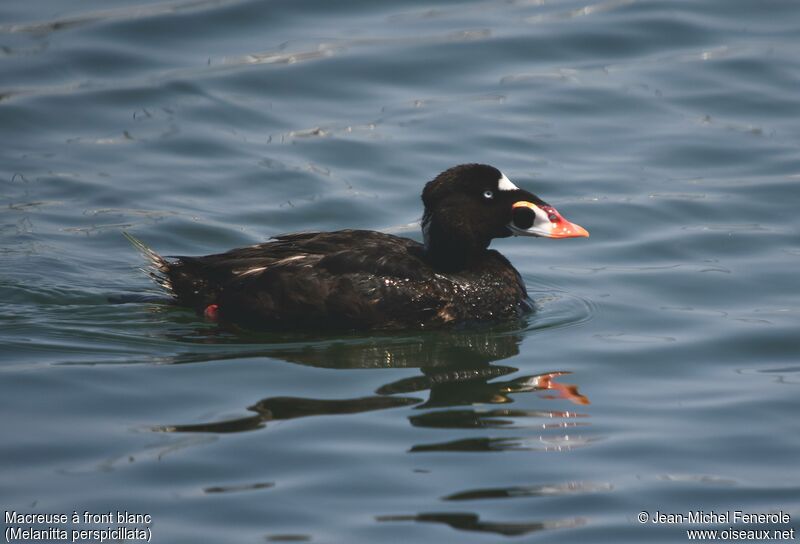 Surf Scoter